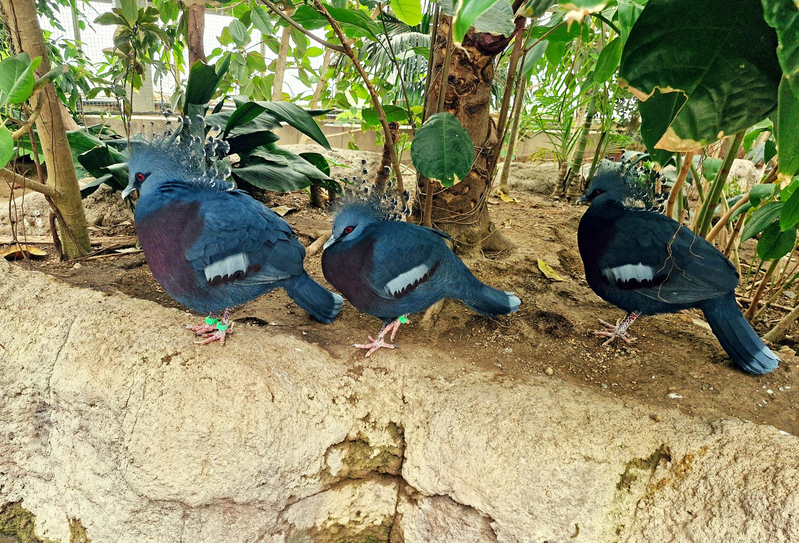 Victoria crowned pigeons