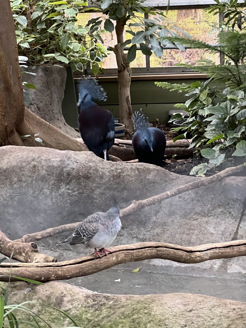 Victoria Crowned Pigeons
