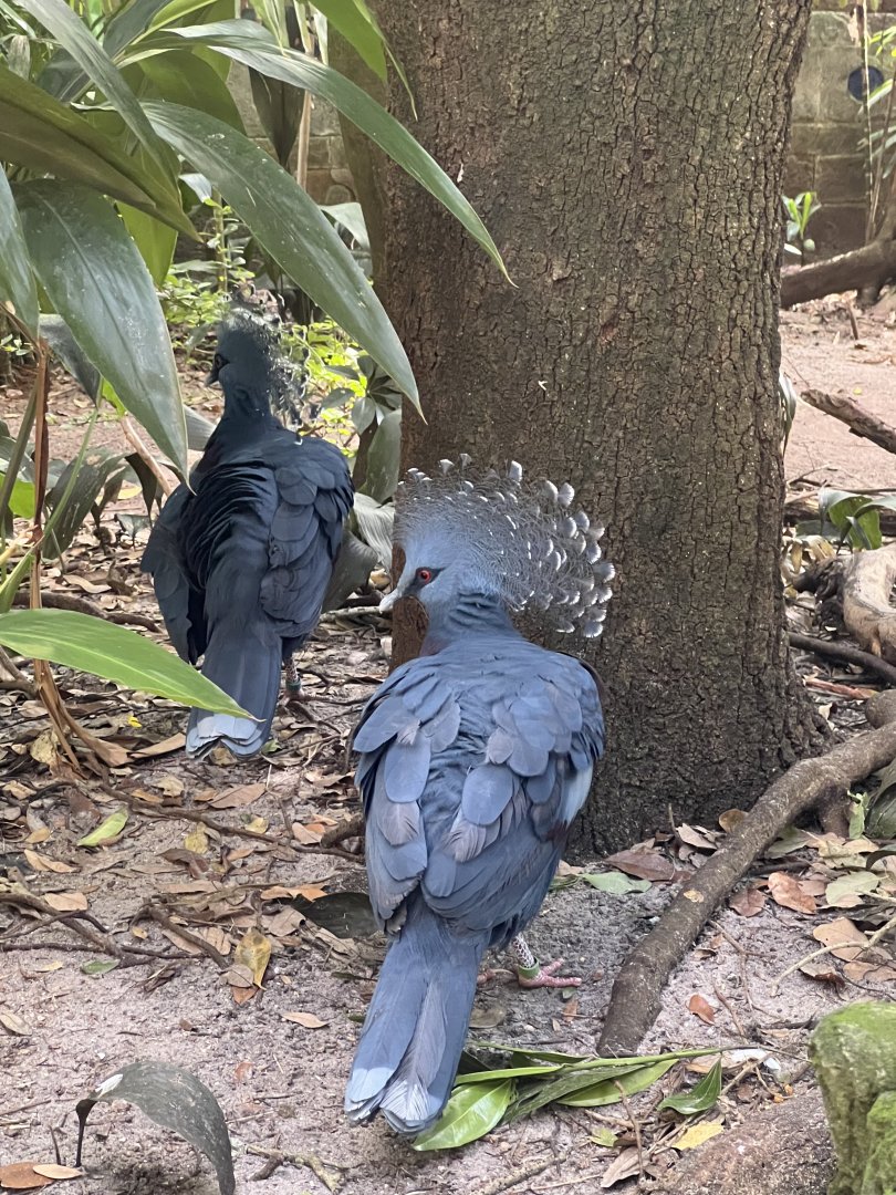 Victoria Crowned Pigeons
