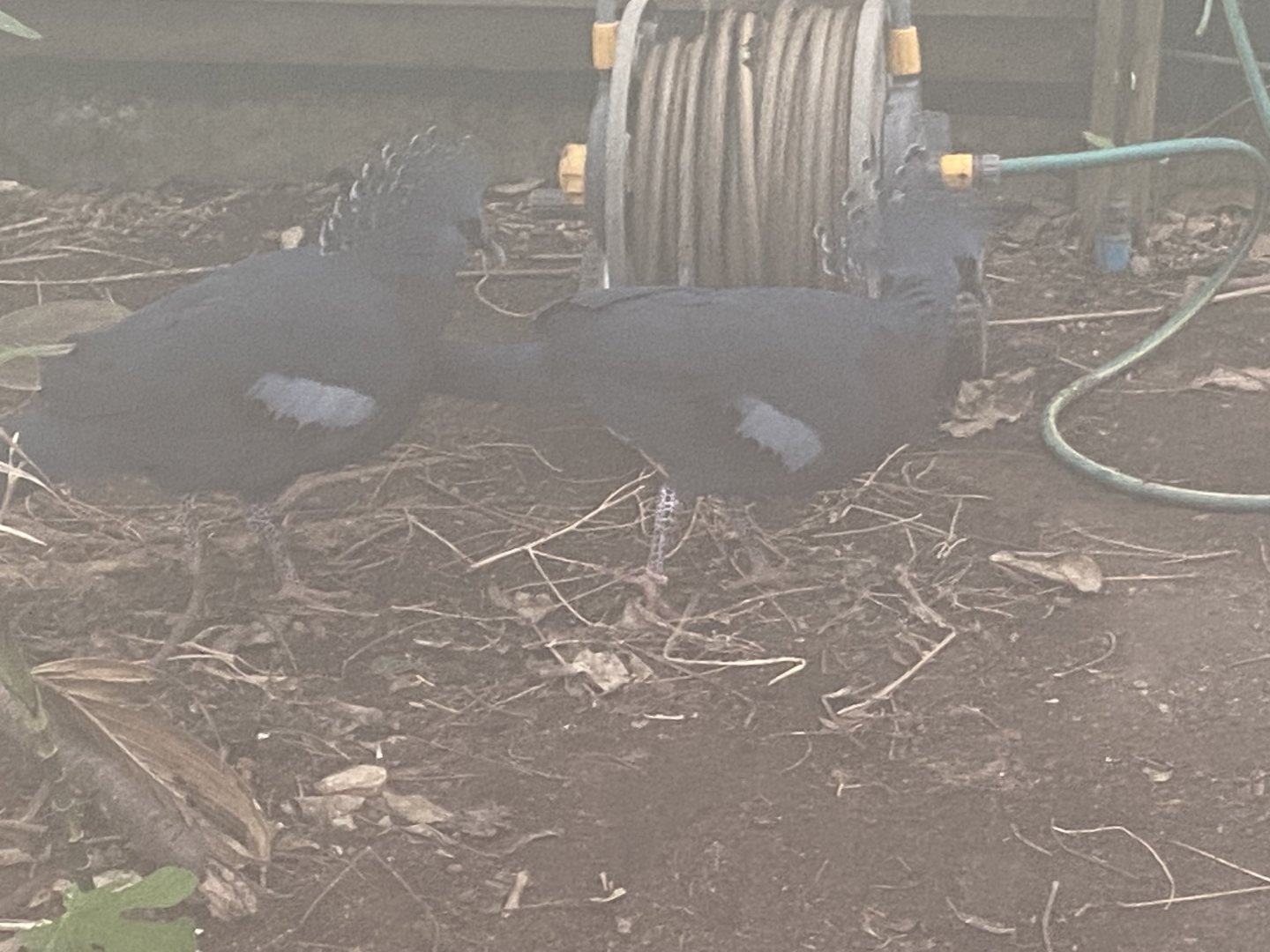 Victoria crowned-pigeons