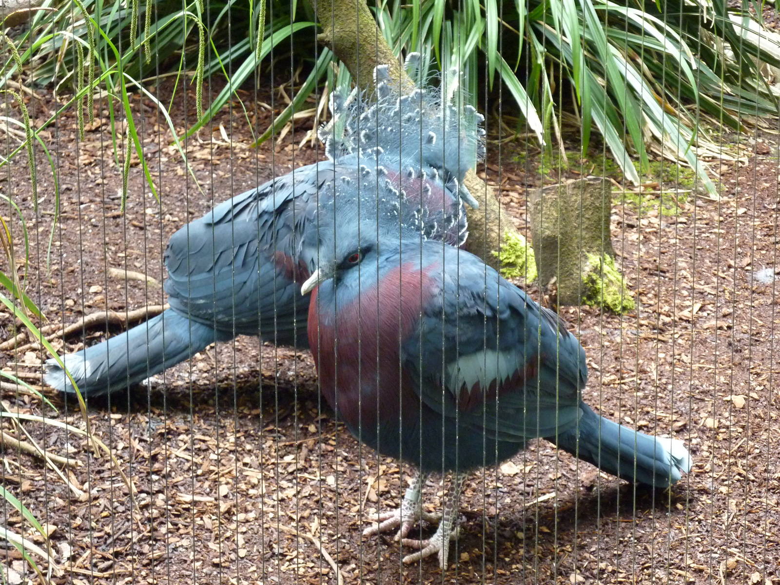 Victoria Crowned Pigeons