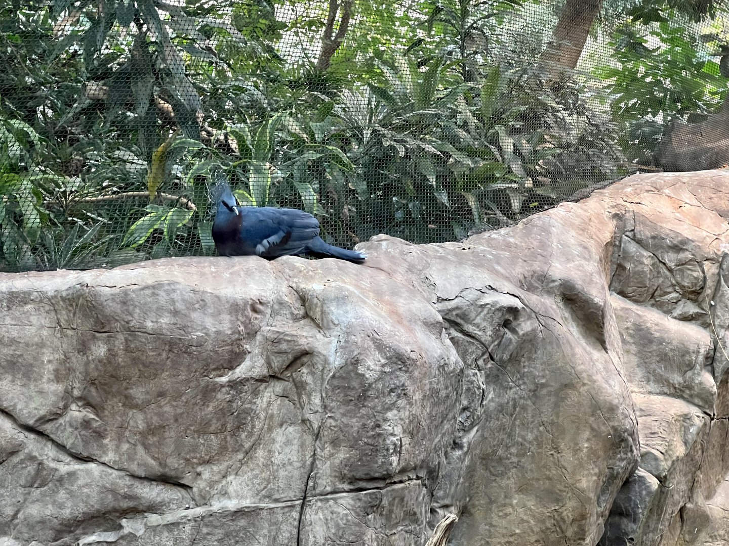 Victoria Crowned Pigwon