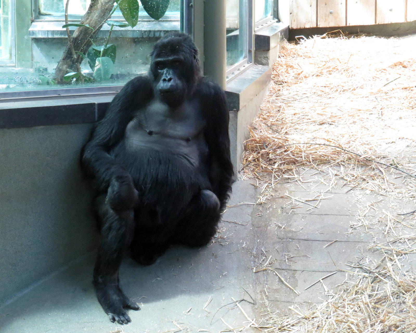 Victoria - Eastern lowland gorilla, June 2015