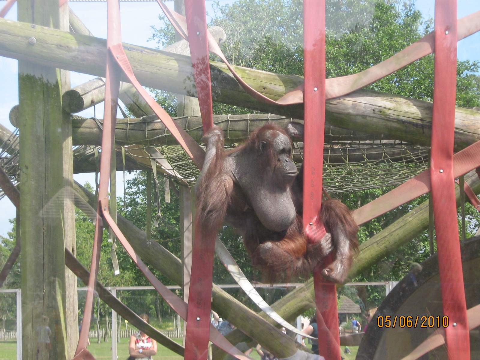 victoria-female  bornean orangutan