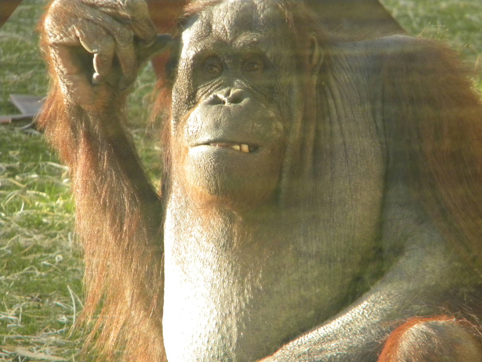 Victoria Female Bornean Orangutan.