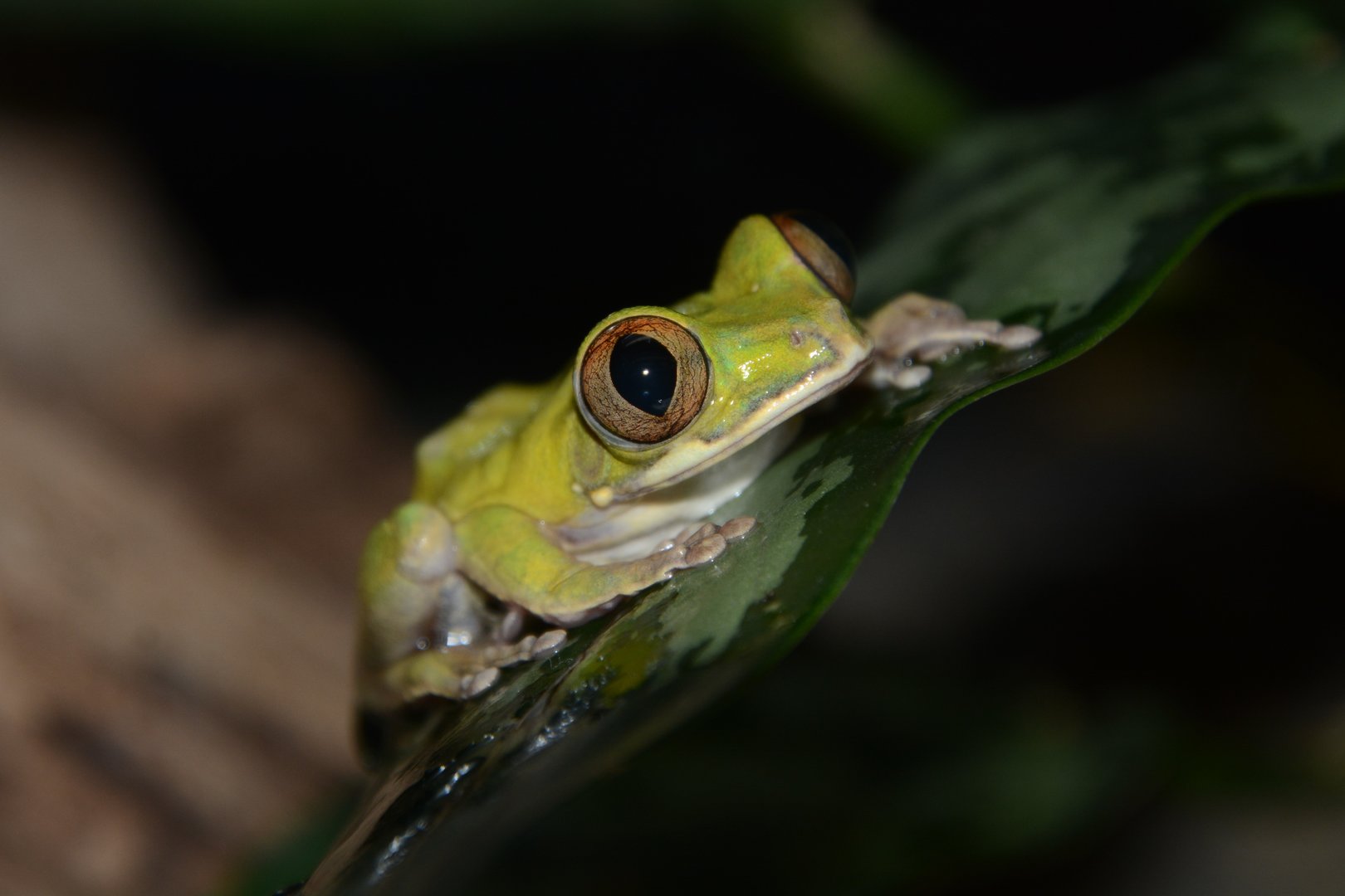 Victoria forest treefrog (Leptopelis boulengeri)