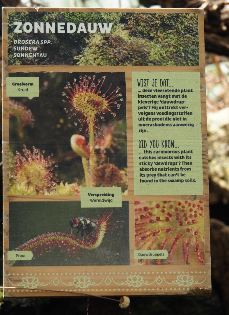 Victoria greenhouse section of the Riviera Hall - Example of plant signage in Victoria Conservatory, 2024-06-30