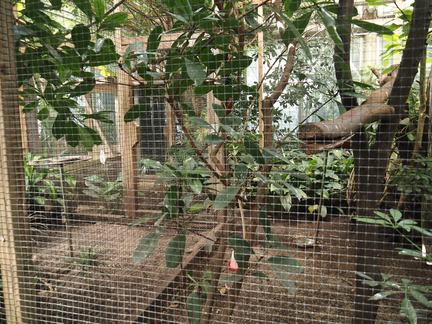 Victoria greenhouse section of the Riviera Hall - Separation aviary for walk-through exhibit, 2024-06-30
