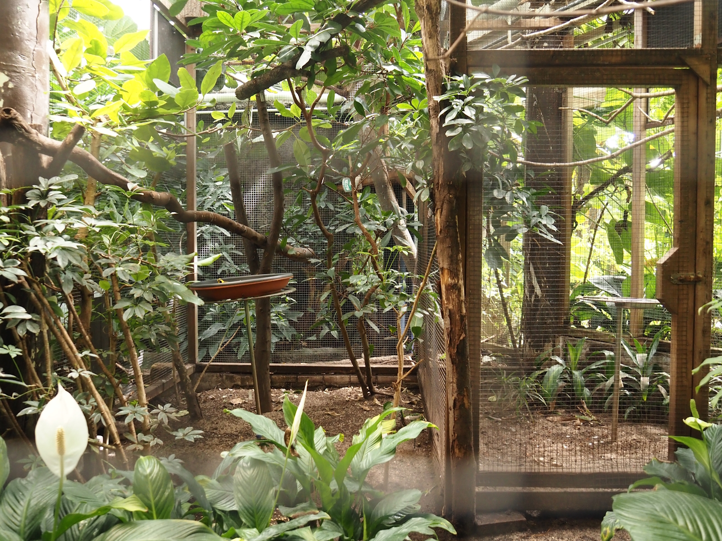 Victoria greenhouse section of the Riviera Hall - Separation aviary for walk-through exhibit, 2024-06-30