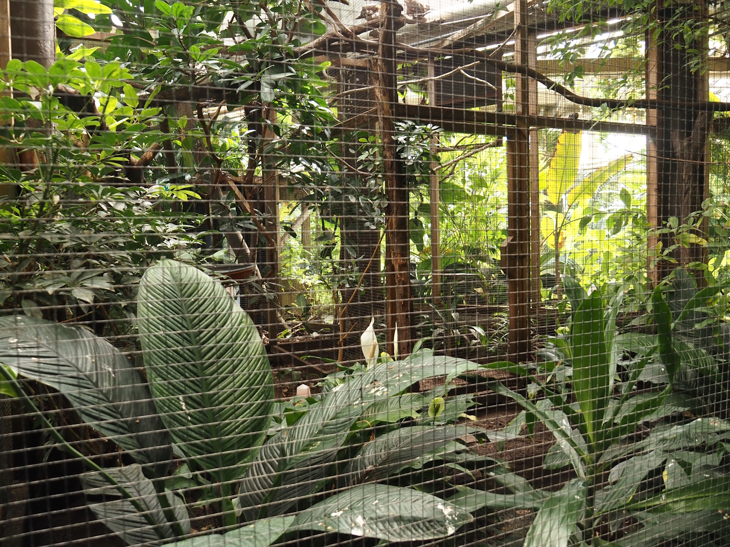 Victoria greenhouse section of the Riviera Hall - Separation aviary for walk-through exhibit, 2024-06-30