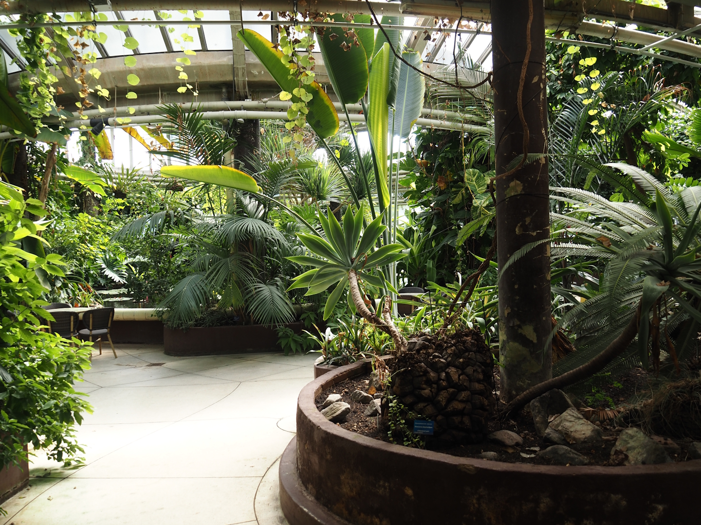 Victoria greenhouse section of the Riviera Hall - Victoria Conservatory, 2024-06-30