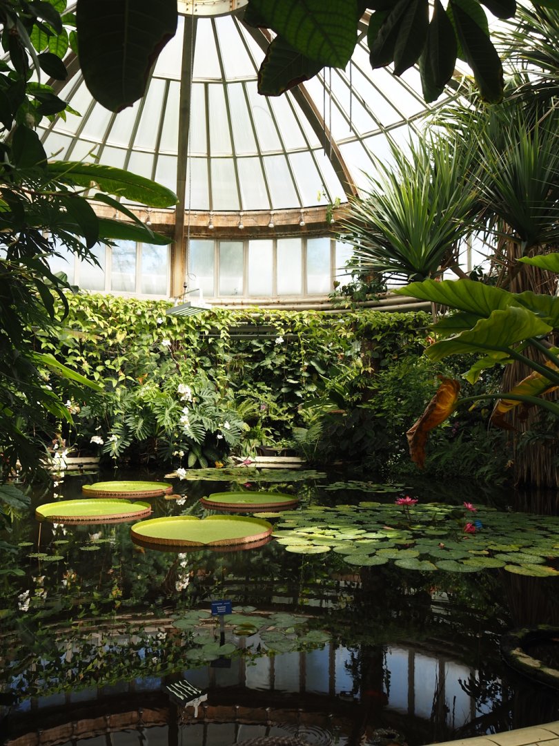 Victoria greenhouse section of the Riviera Hall - Victoria Conservatory with Amazonian giant water lilies, 2024-06-30