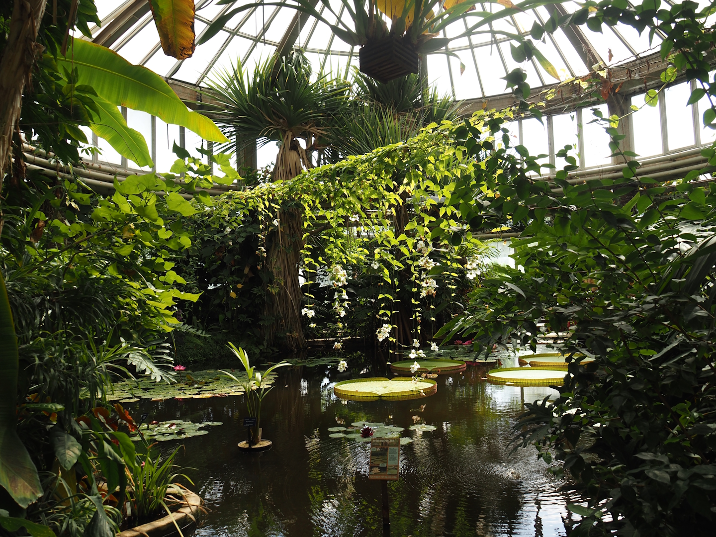 Victoria greenhouse section of the Riviera Hall - Victoria Conservatory with Amazonian giant water lilies, 2024-06-30