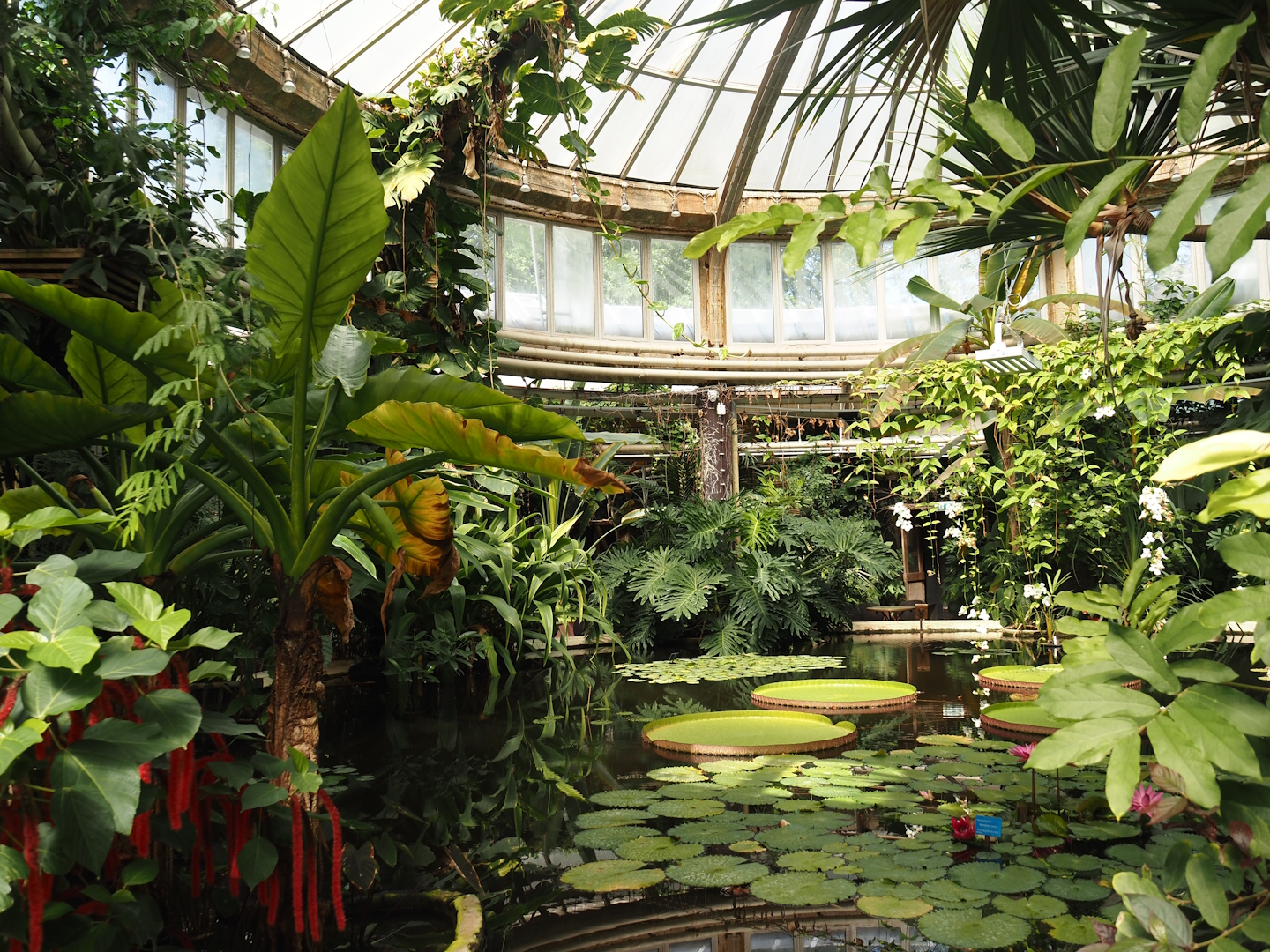 Victoria greenhouse section of the Riviera Hall - Victoria Conservatory with Amazonian giant water lilies, 2024-06-30