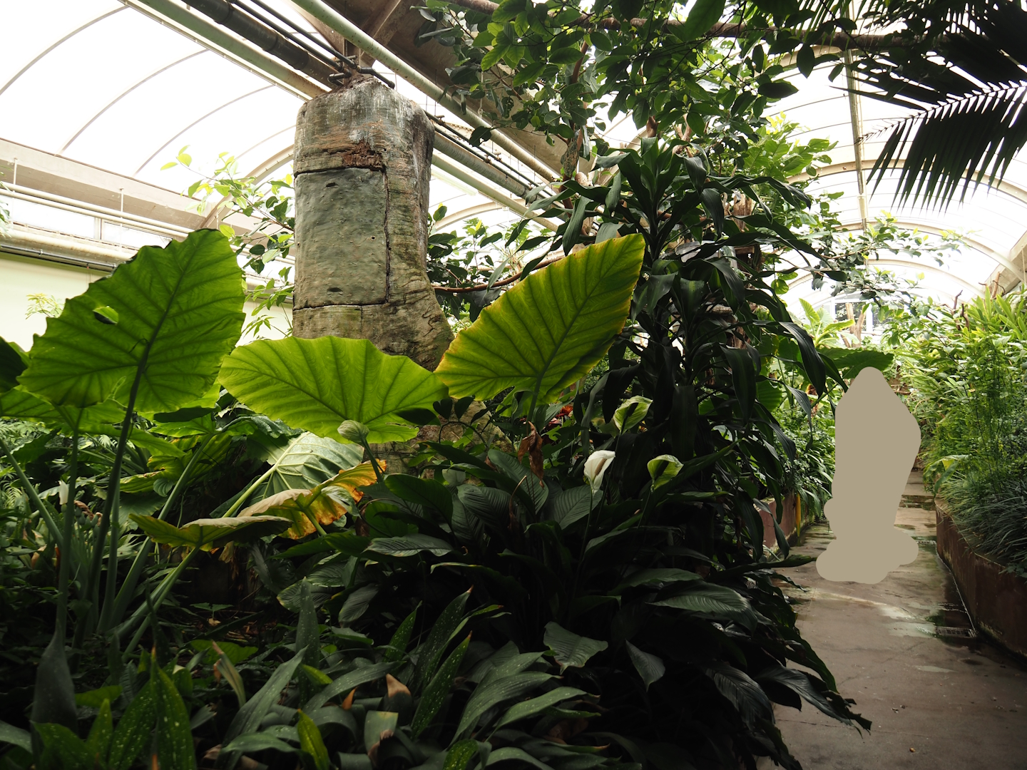 Victoria greenhouse section of the Riviera Hall - Walk-through area with Wreathed hornbill, Bali myna and Grosbeak starling, 2024-06-30