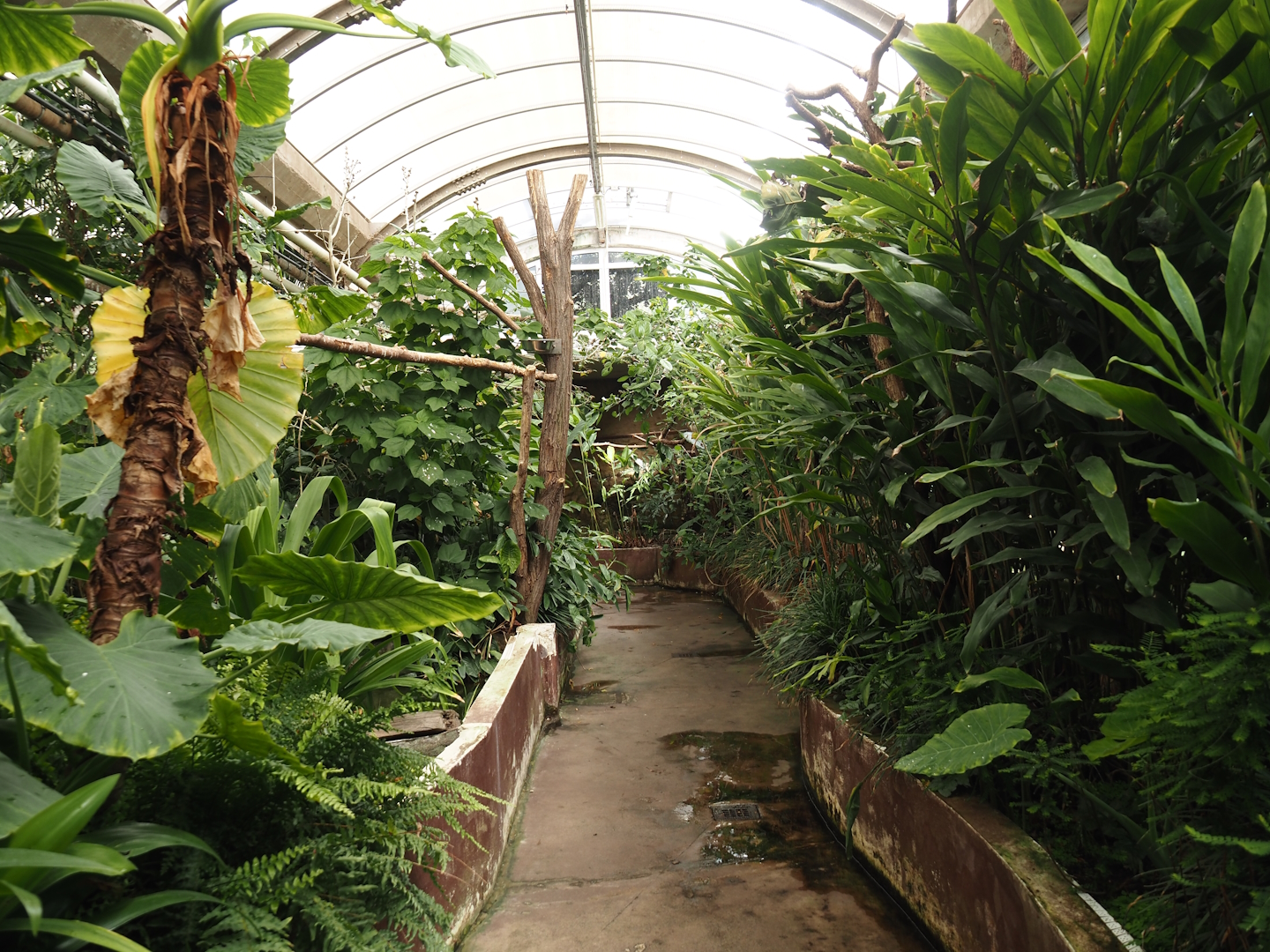 Victoria greenhouse section of the Riviera Hall - Walk-through area with Wreathed hornbill, Bali myna and Grosbeak starling, 2024-06-30