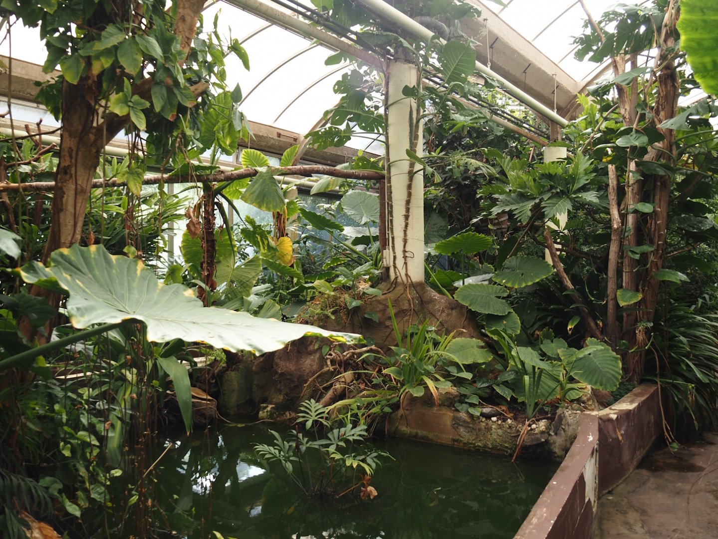 Victoria greenhouse section of the Riviera Hall - Walk-through area with Wreathed hornbill, Bali myna and Grosbeak starling, 2024-06-30