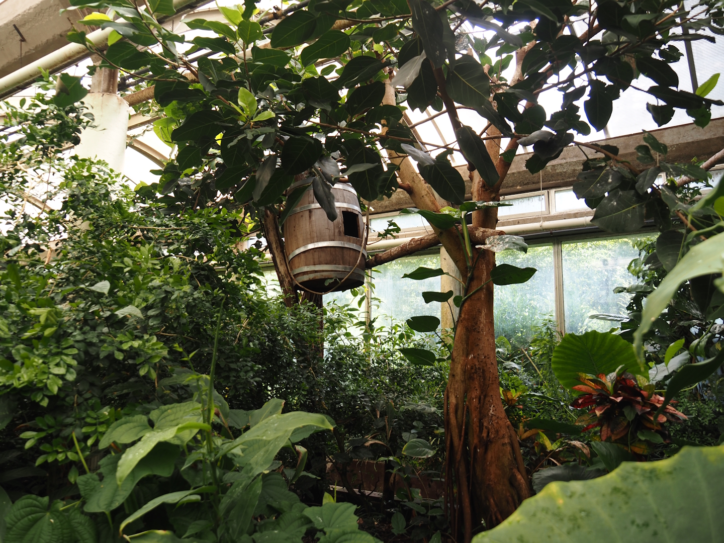 Victoria greenhouse section of the Riviera Hall - Walk-through area with Wreathed hornbill, Bali myna and Grosbeak starling, 2024-06-30