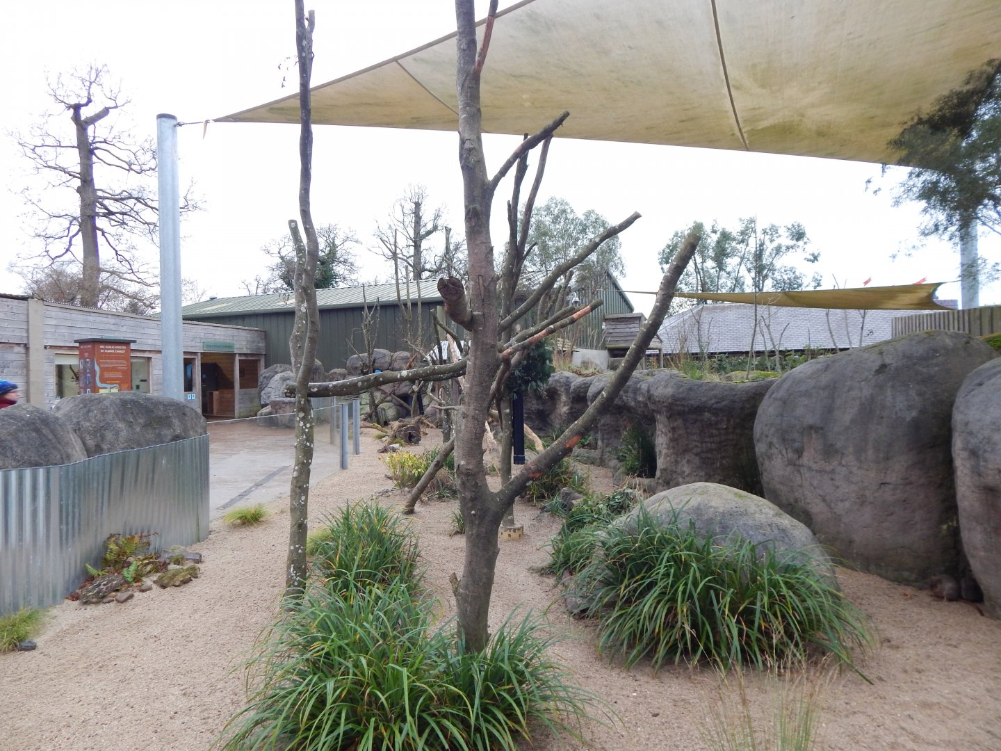 Victoria koala exhibit 091224