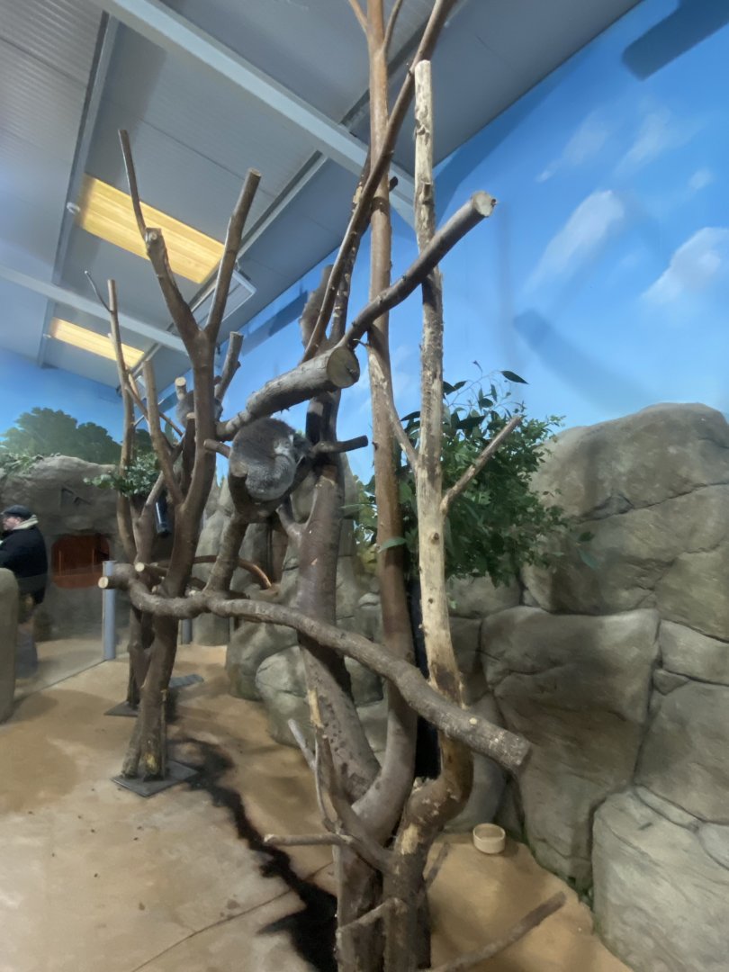 Victoria koala exhibit 091224