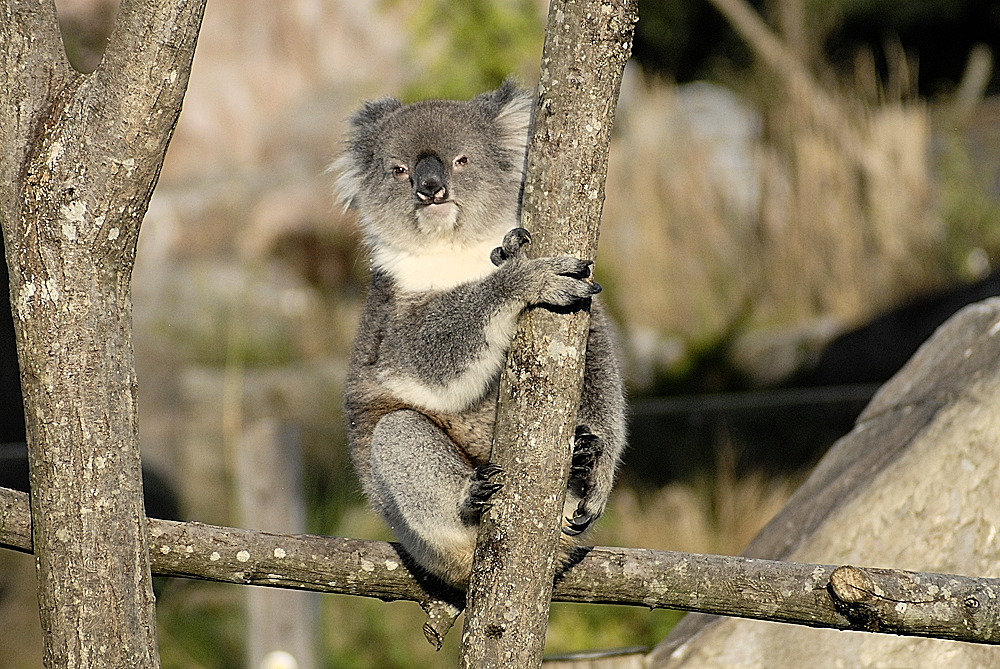 Victoria Koala - Longleat 2024