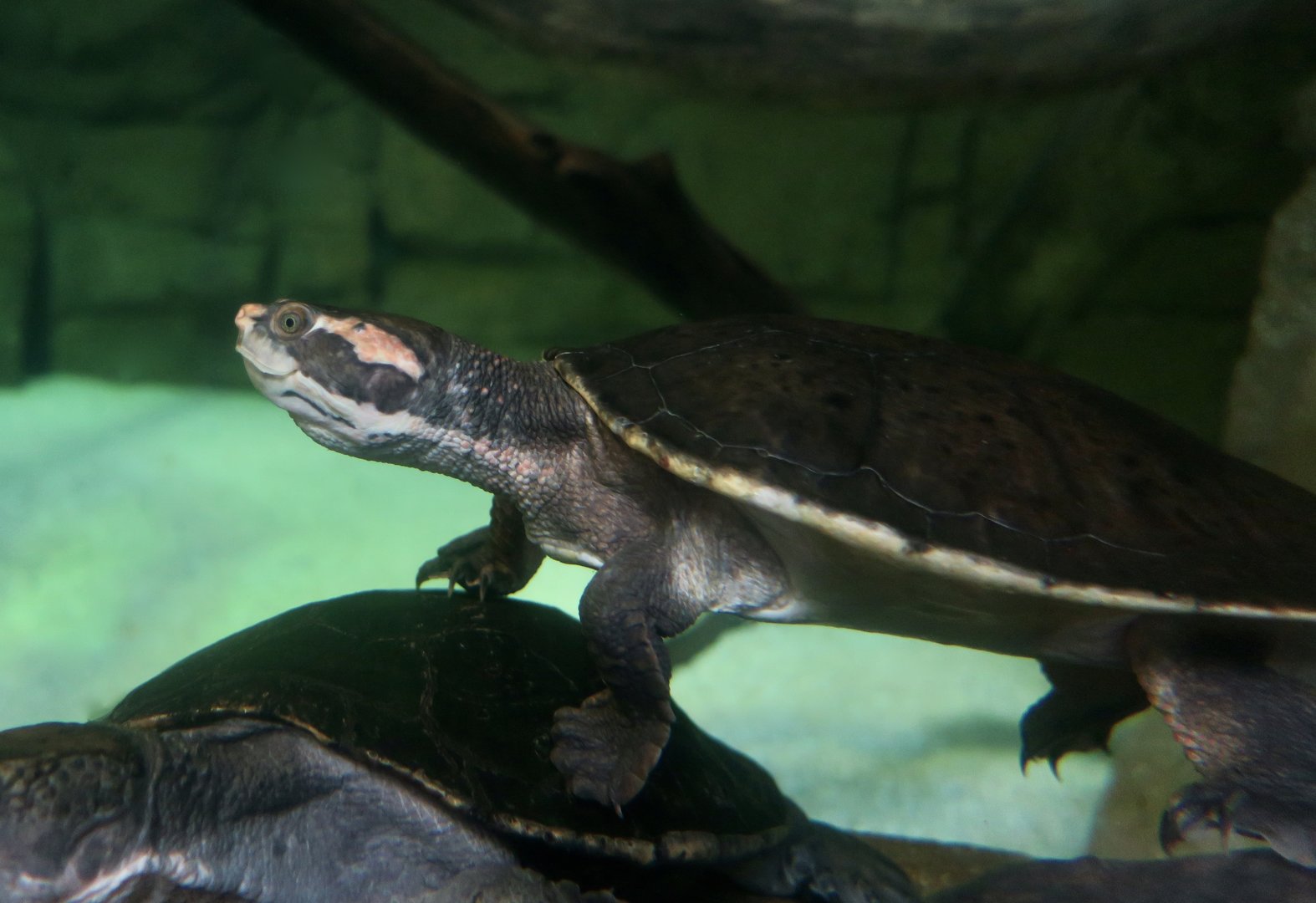 Victoria Short-Necked Turtle (Emydura victoriae)