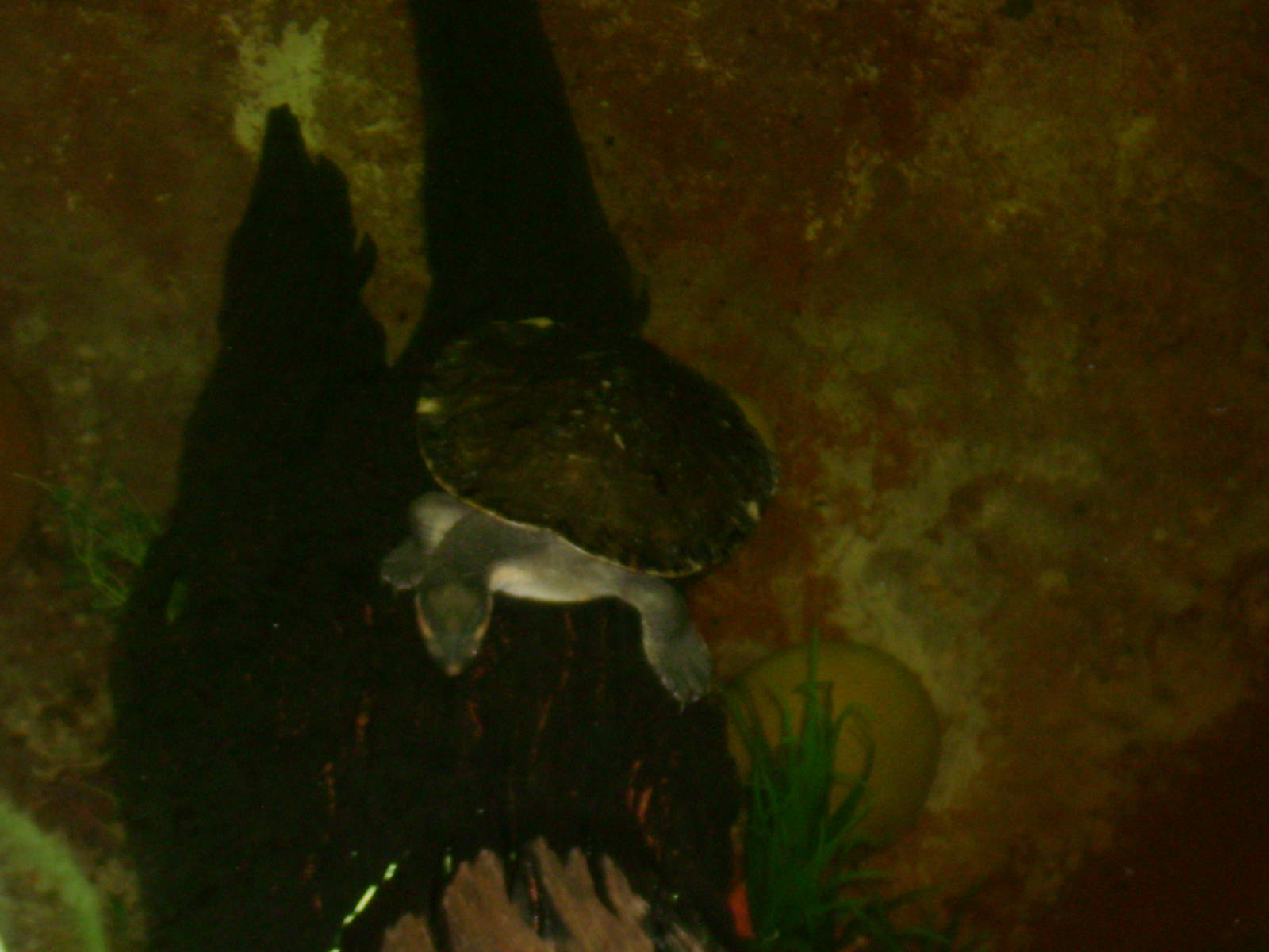 Victoria short-necked Turtle