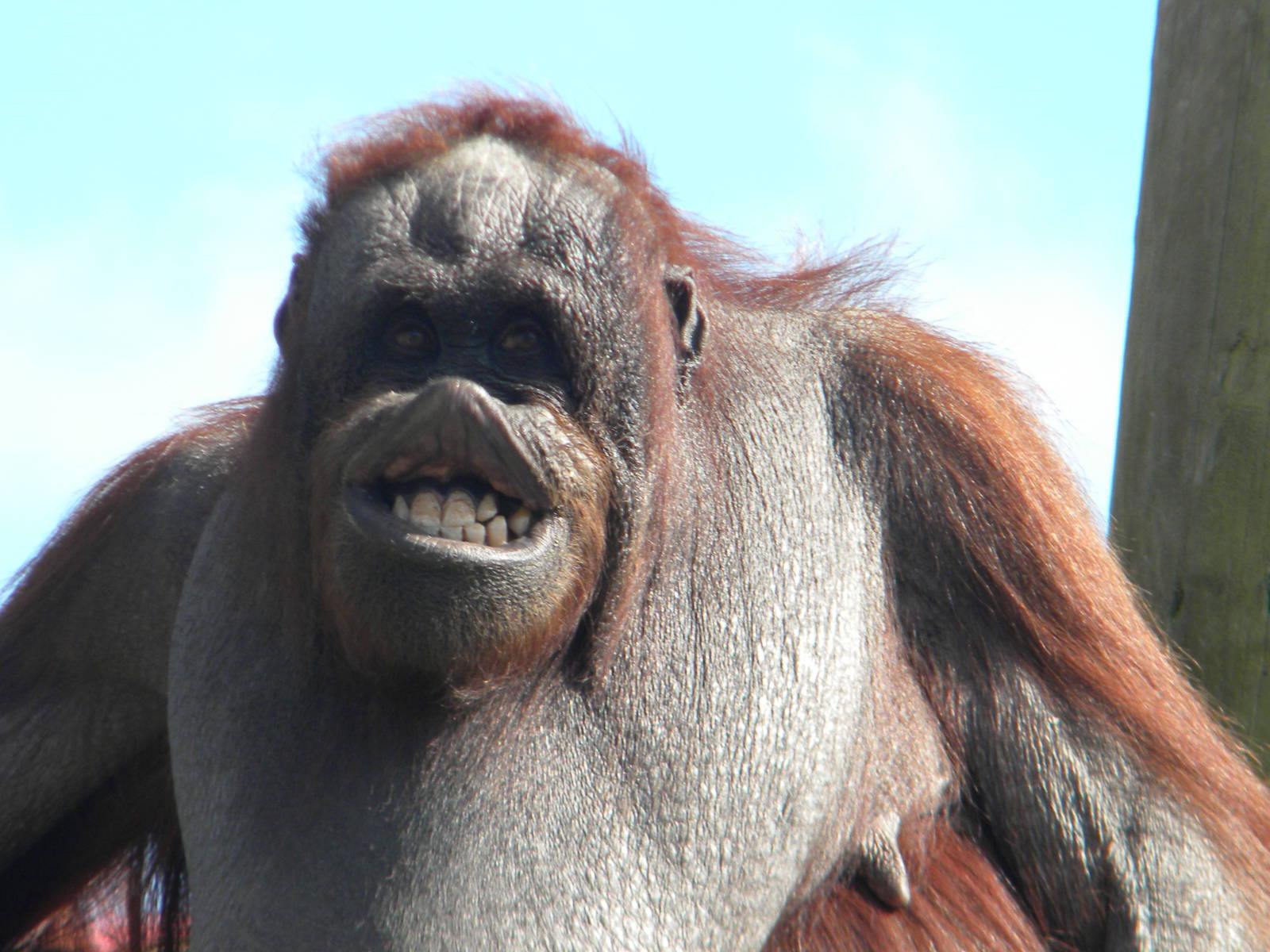 Victoria the Bornean Orangutan at Blackpool Zoo 05/08/11
