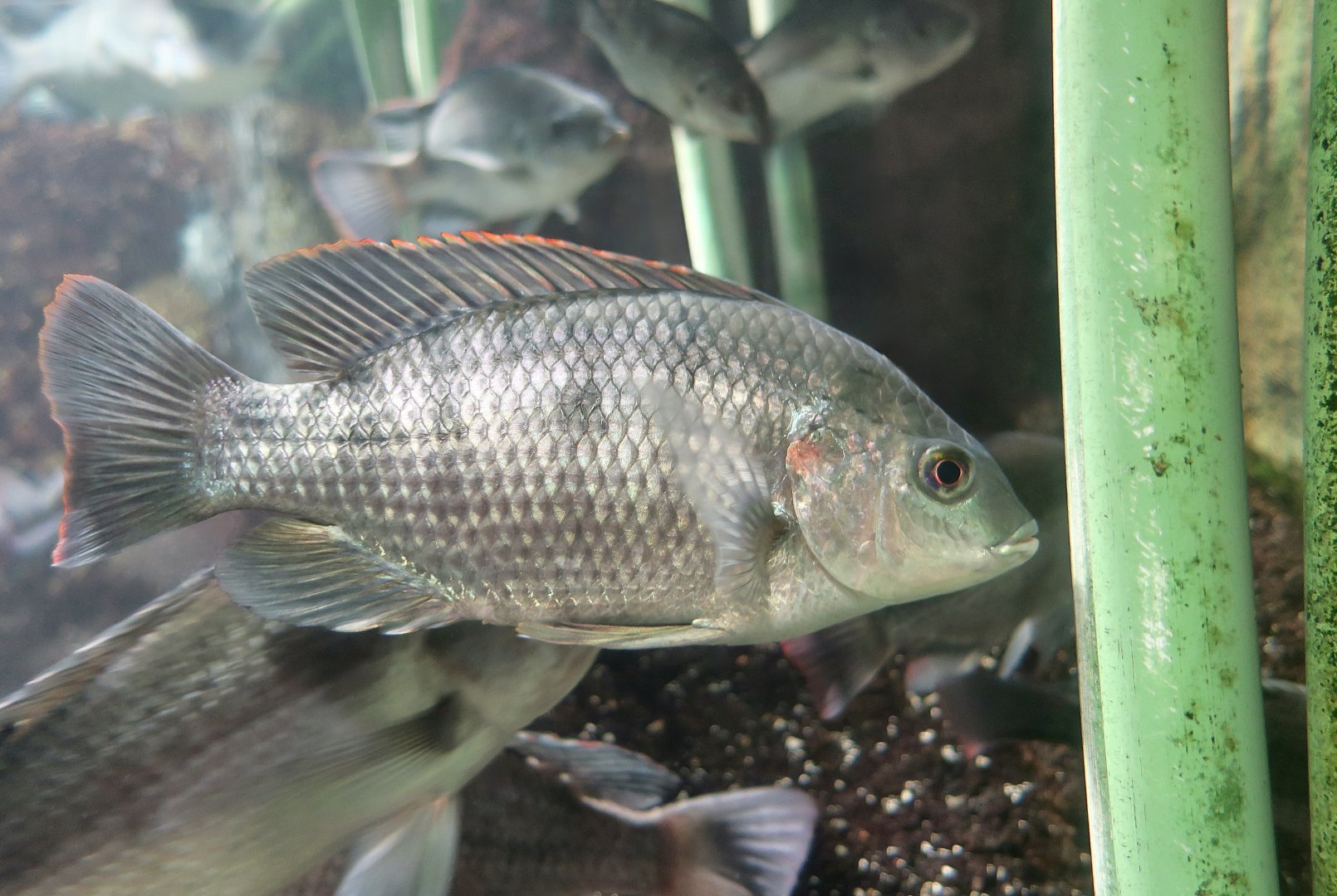Victoria Tilapia (Oreochromis variabilis)