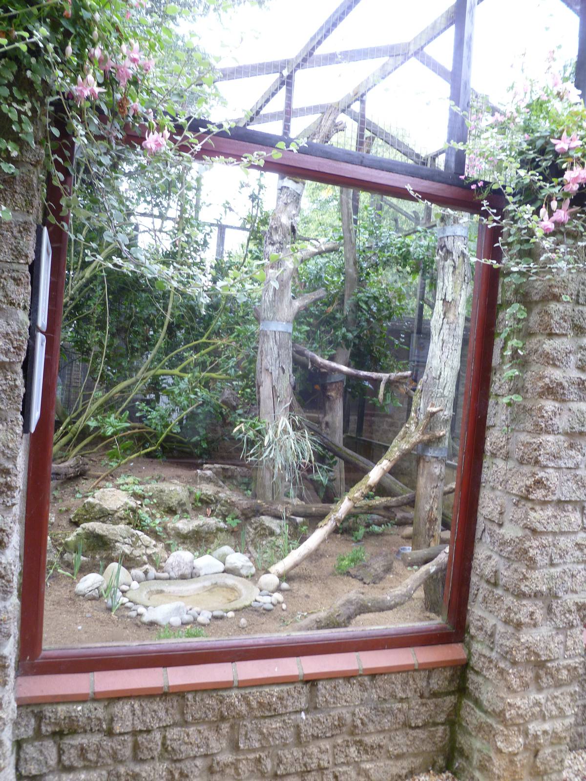 victorian crown pigeon exhibit