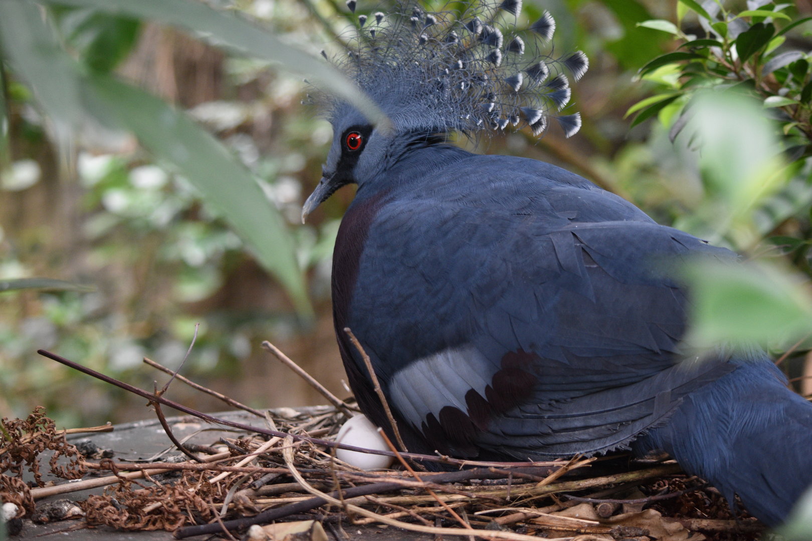 Victorian crowned pigeon with egg