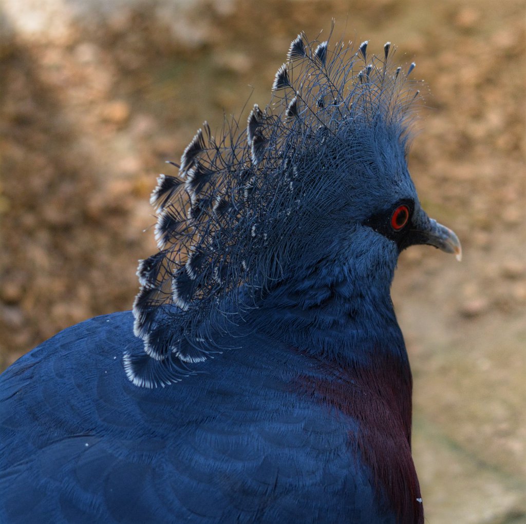 victorian crowned pigeon