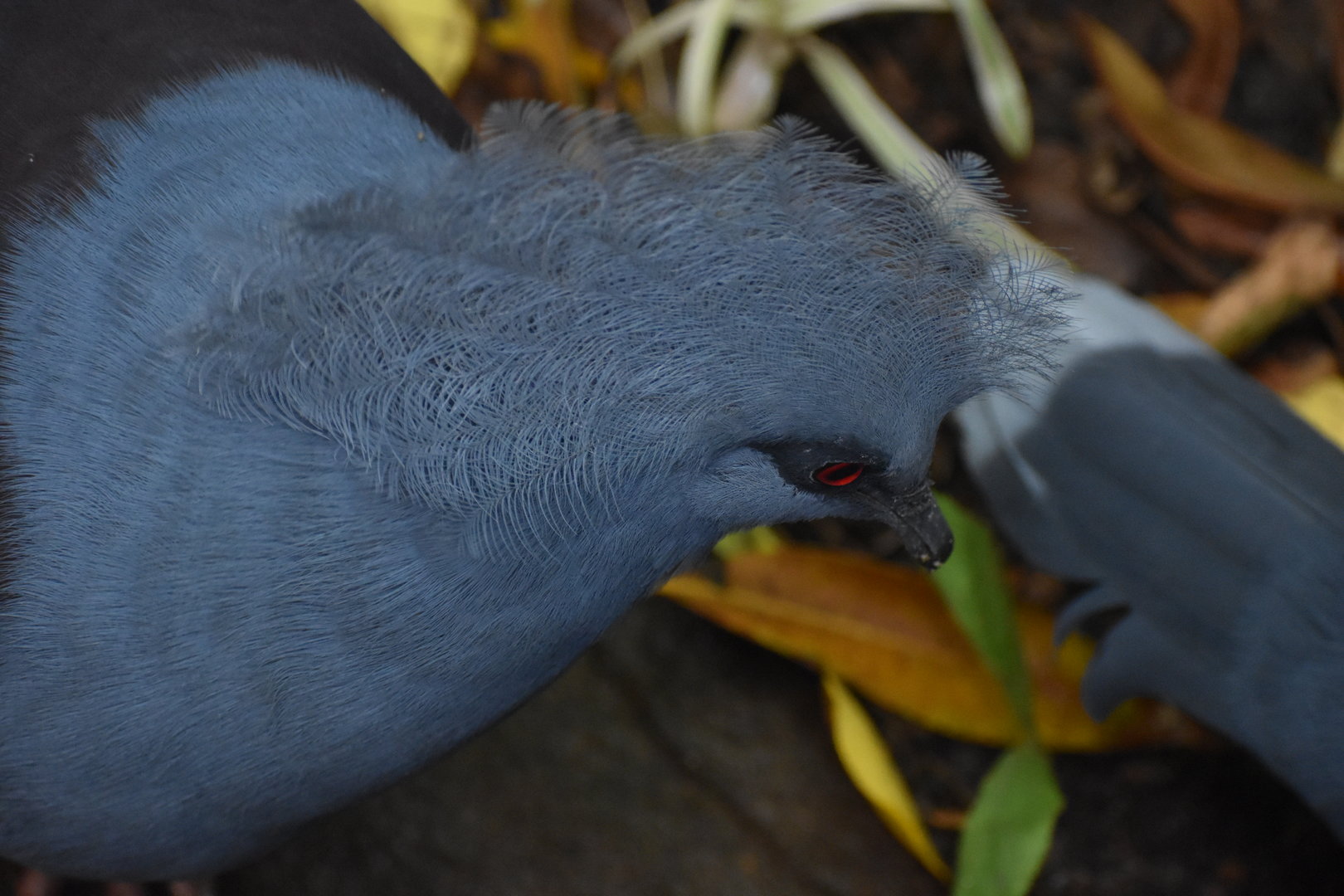 Victorian Crowned Pigeon