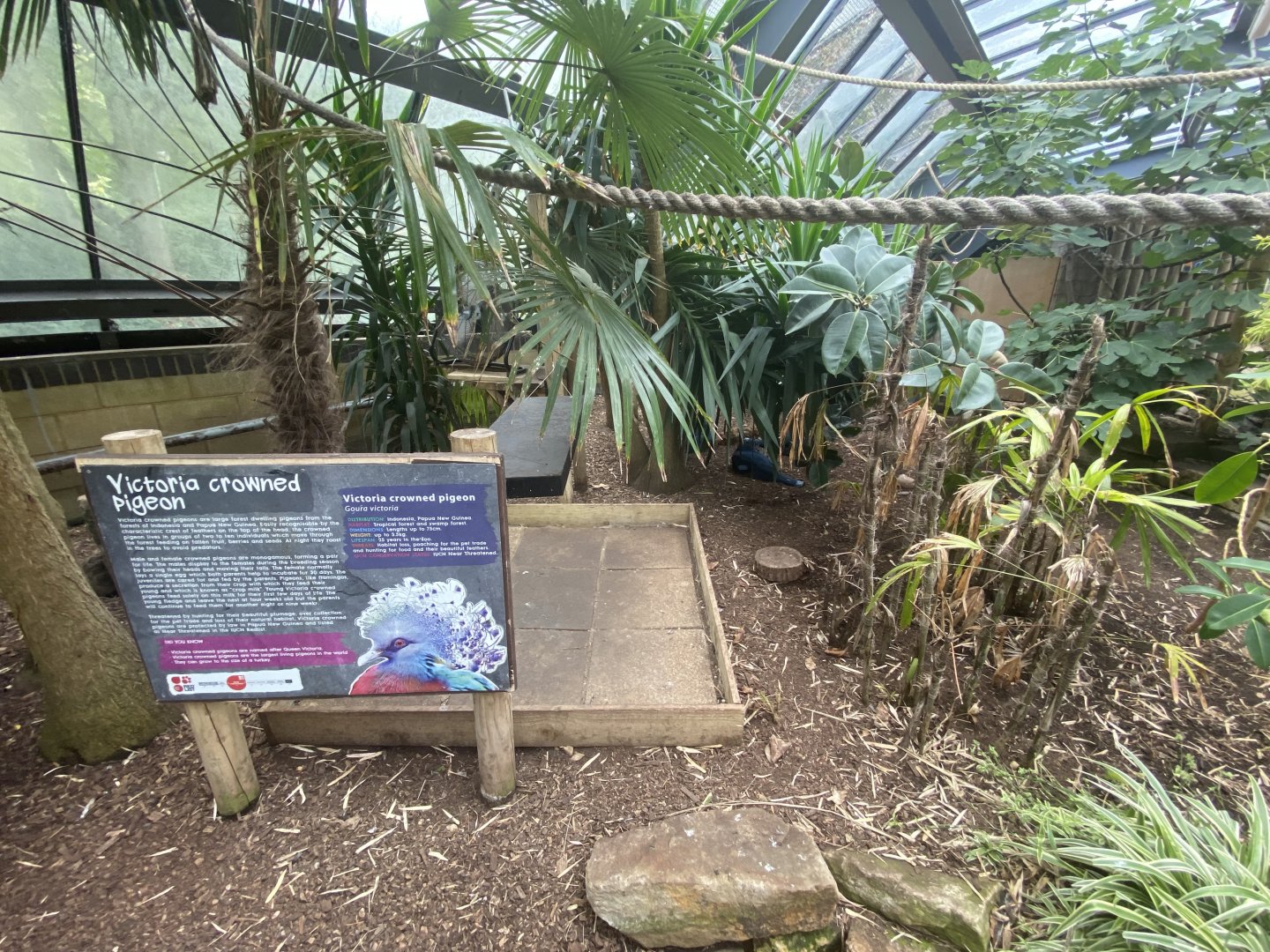 Victorian crowned pigeon
