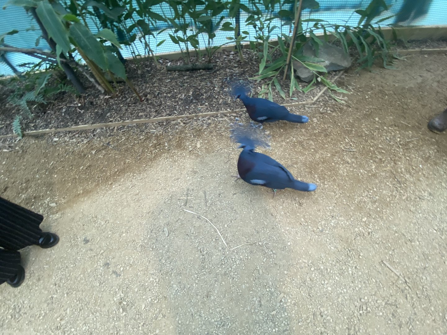 Victorian-crowned pigeons