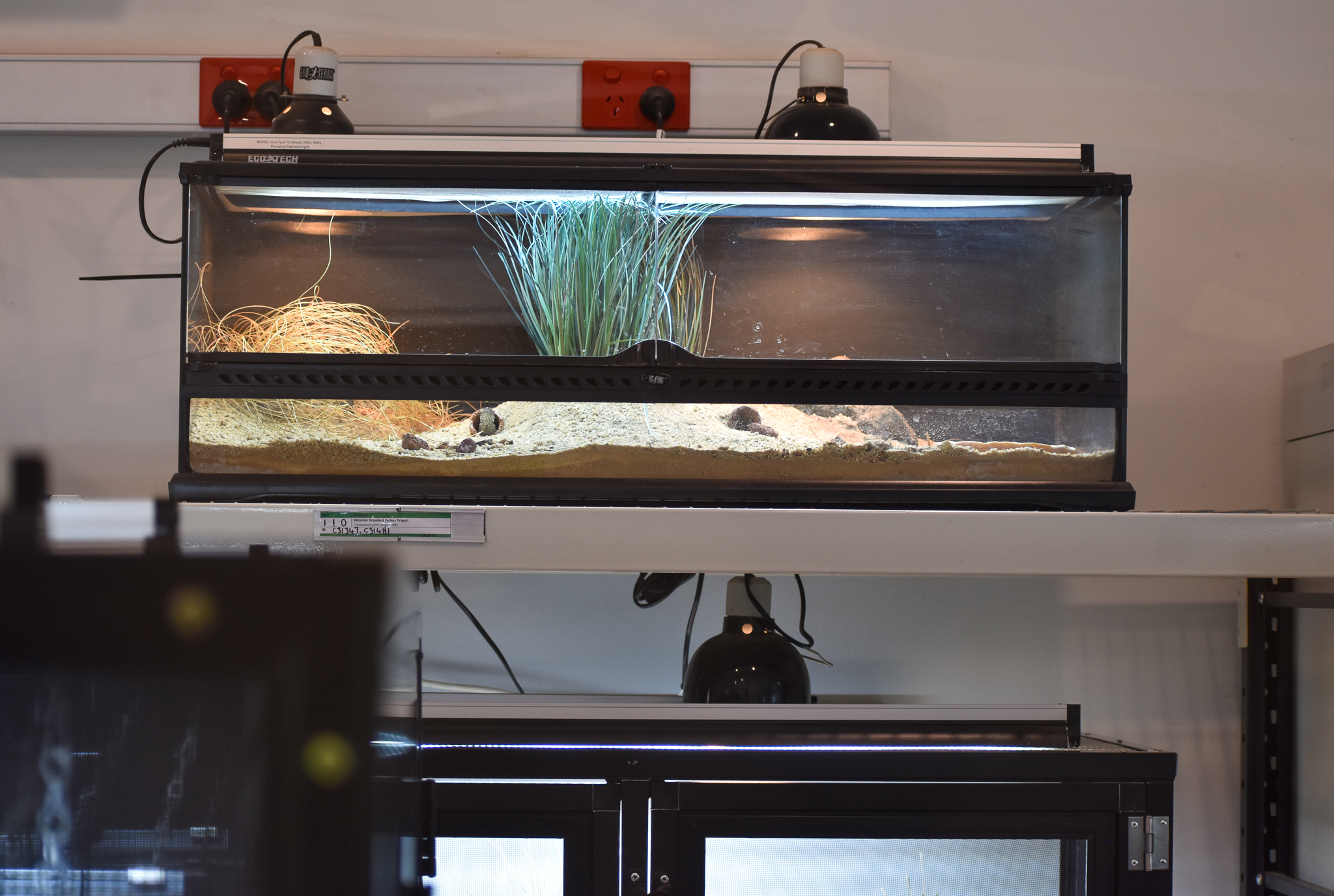 Victorian Grassland Dragon breeding enclosure