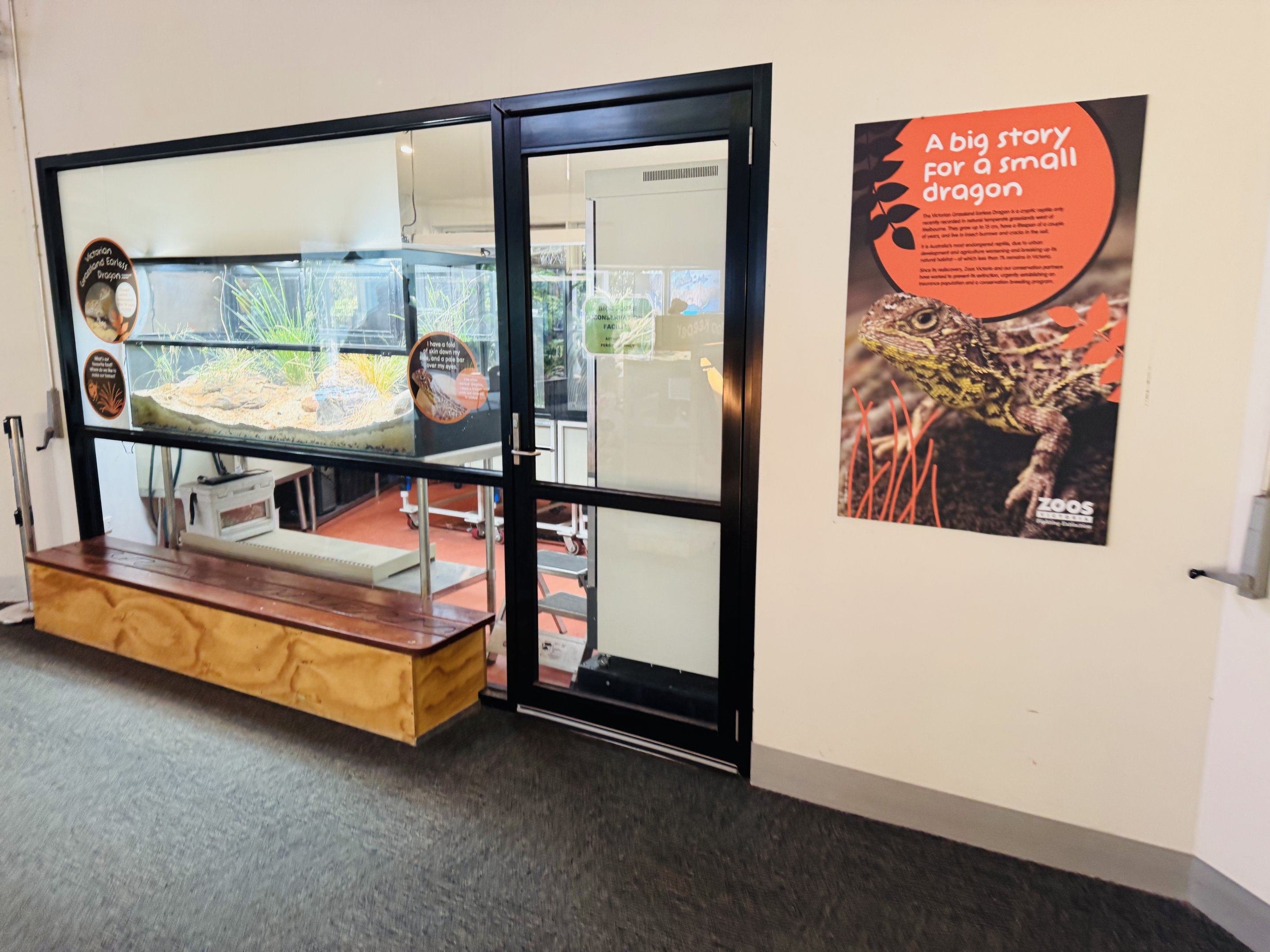 Victorian grassland earless dragon display