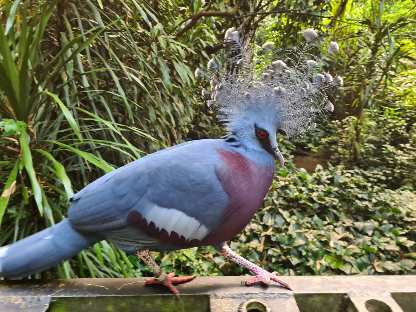 Victoria's crowned pigeon