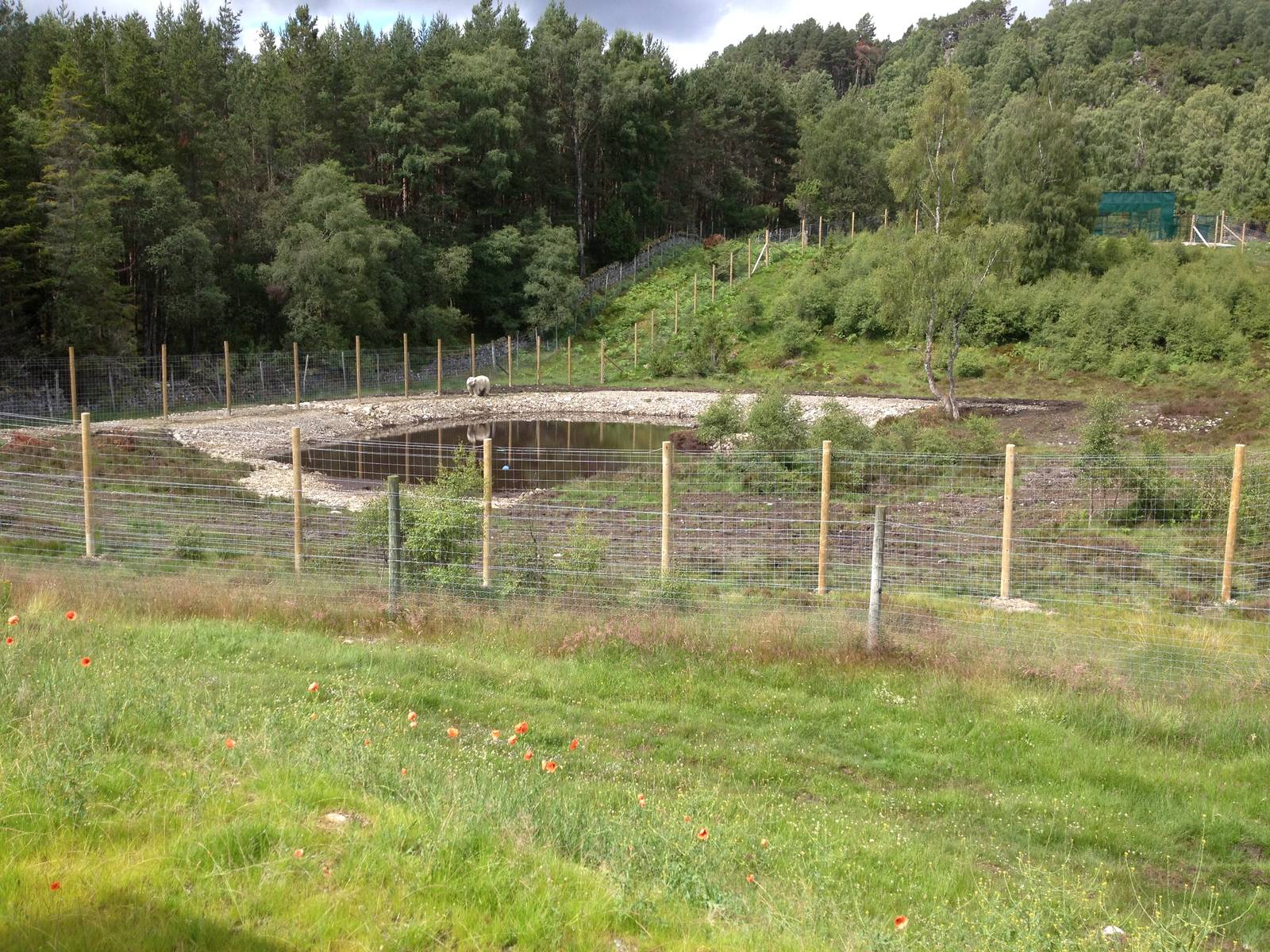 Victoria's enclosure