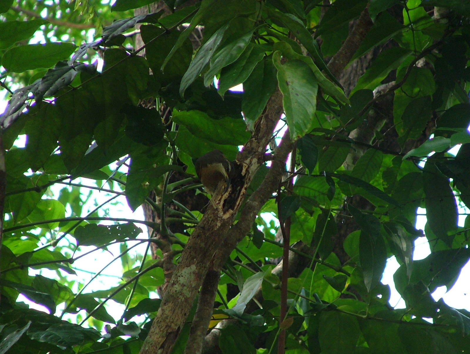 Victoria's riflebird female