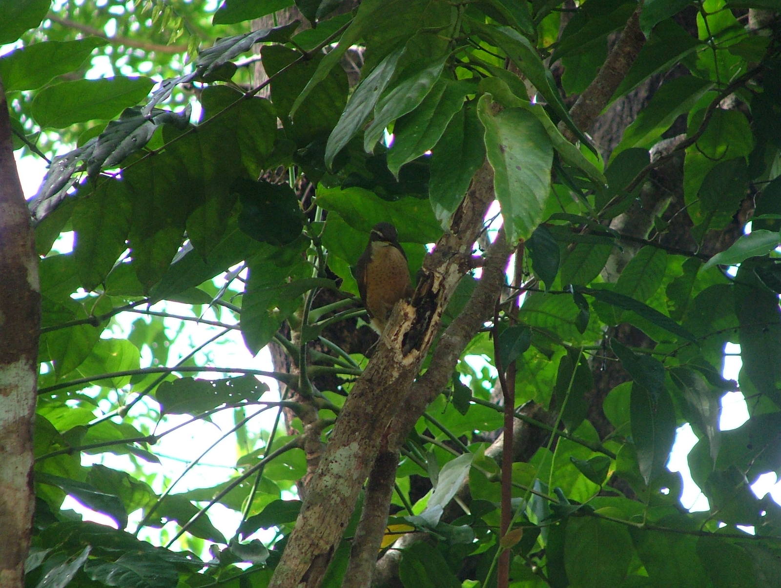 Victoria's riflebird female