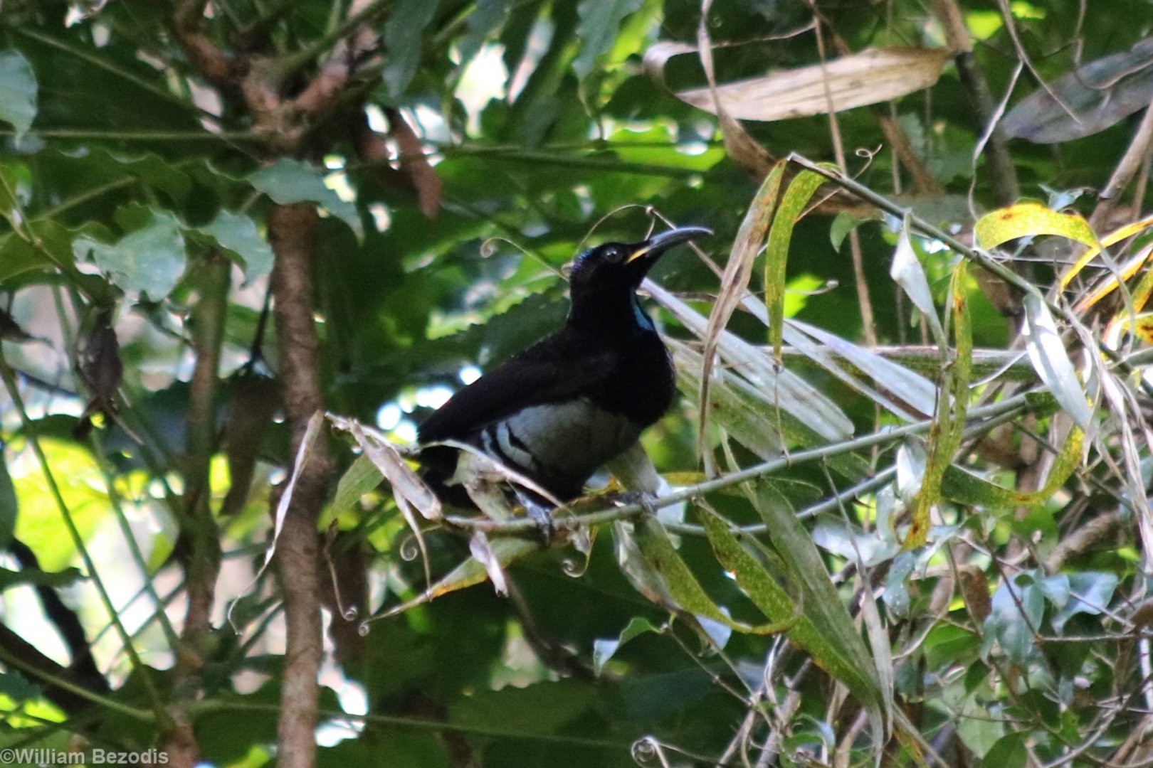 Victoria's Riflebird - Lake Eacham