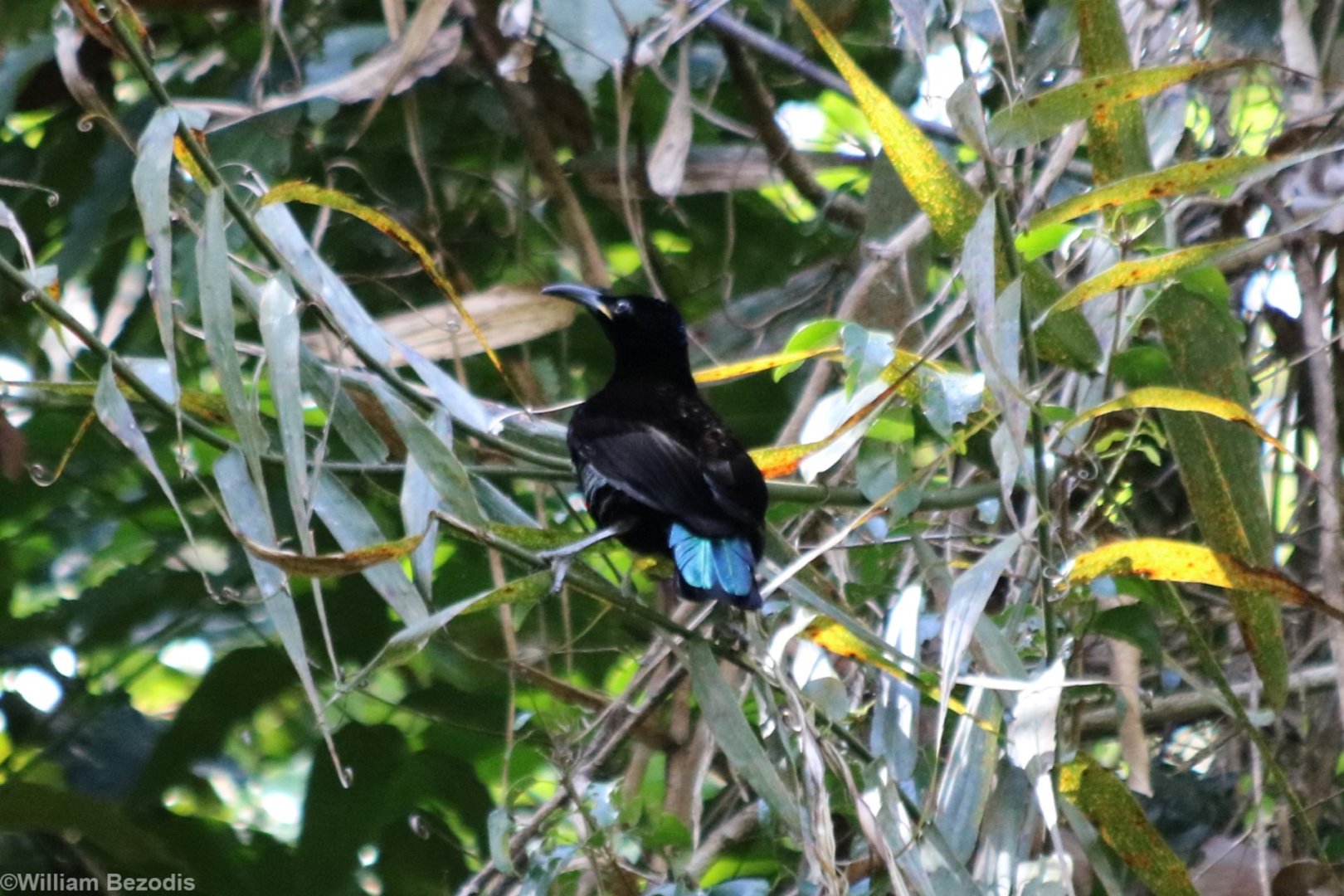 Victoria's Riflebird - Lake Eacham