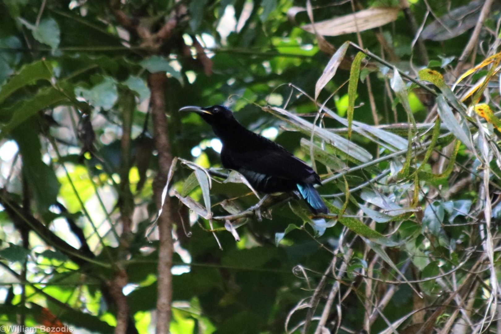 Victoria's Riflebird - Lake Eacham