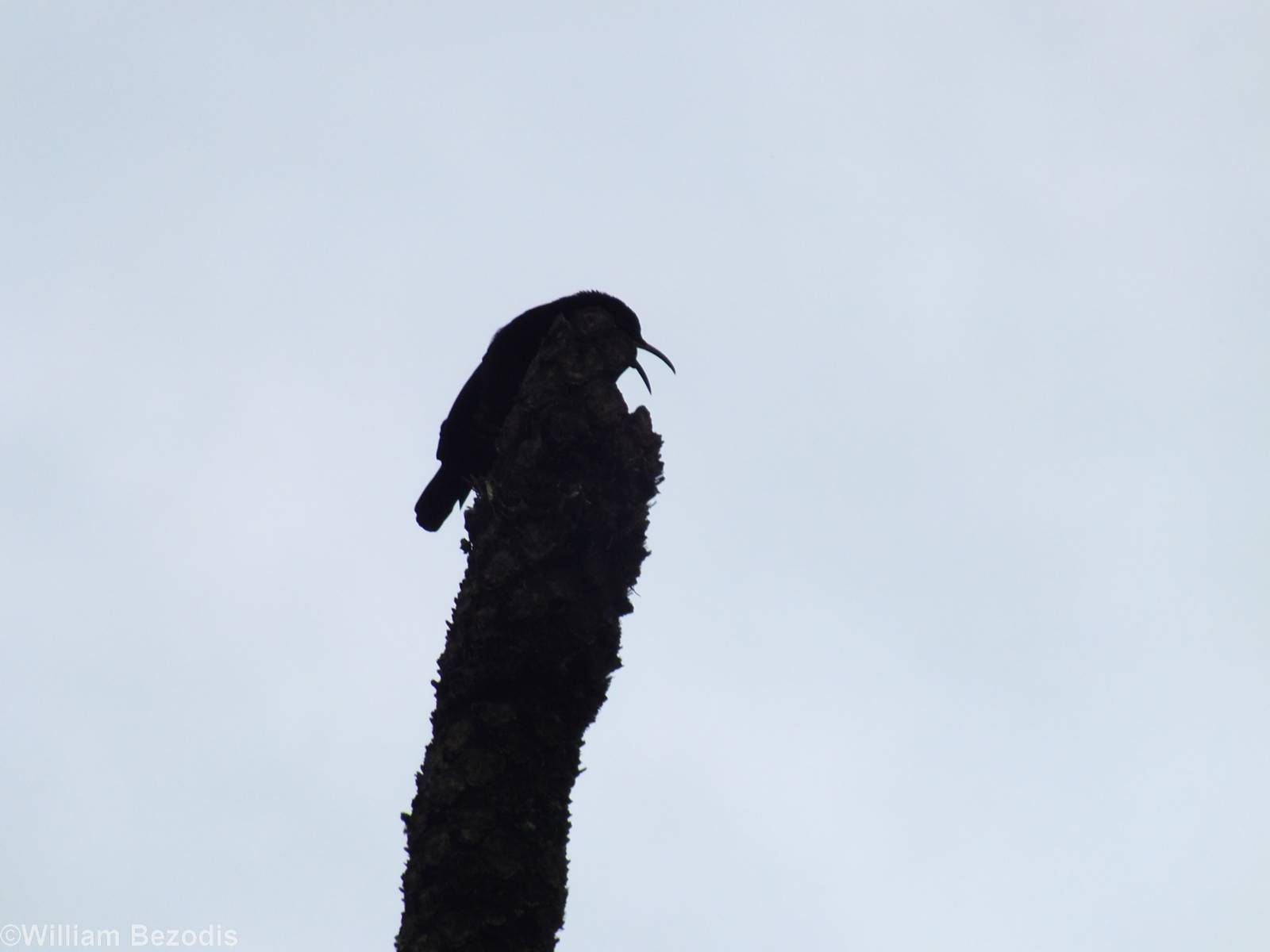Victoria's Riflebird on Display Post