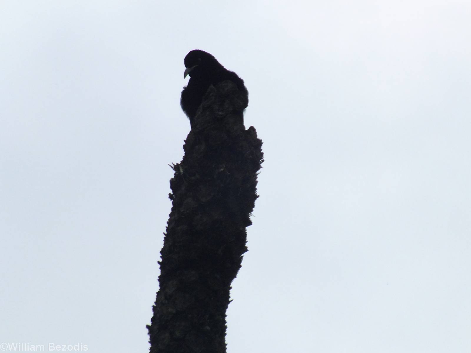 Victoria's Riflebird on Display Post