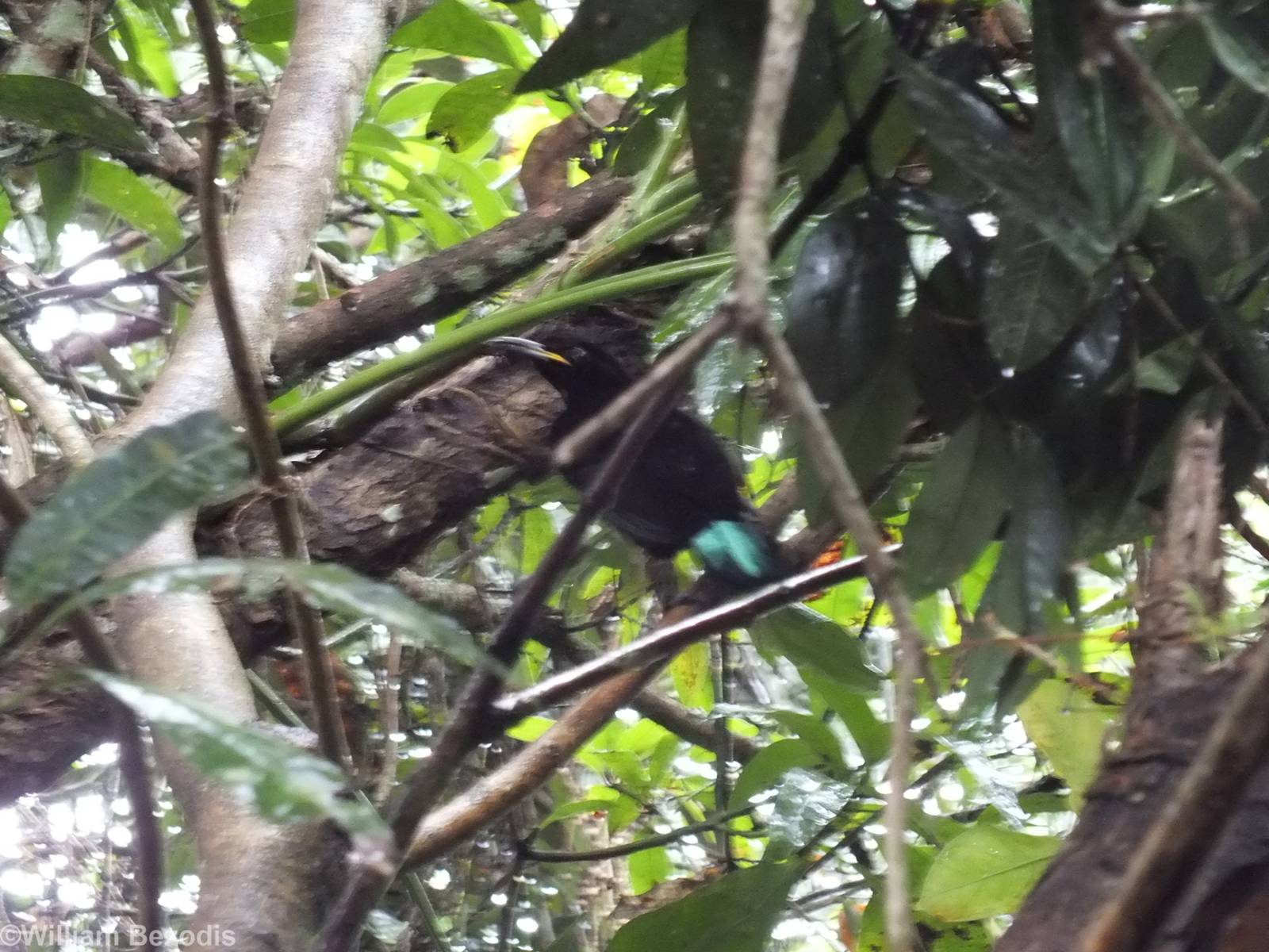 Victoria's Riflebird