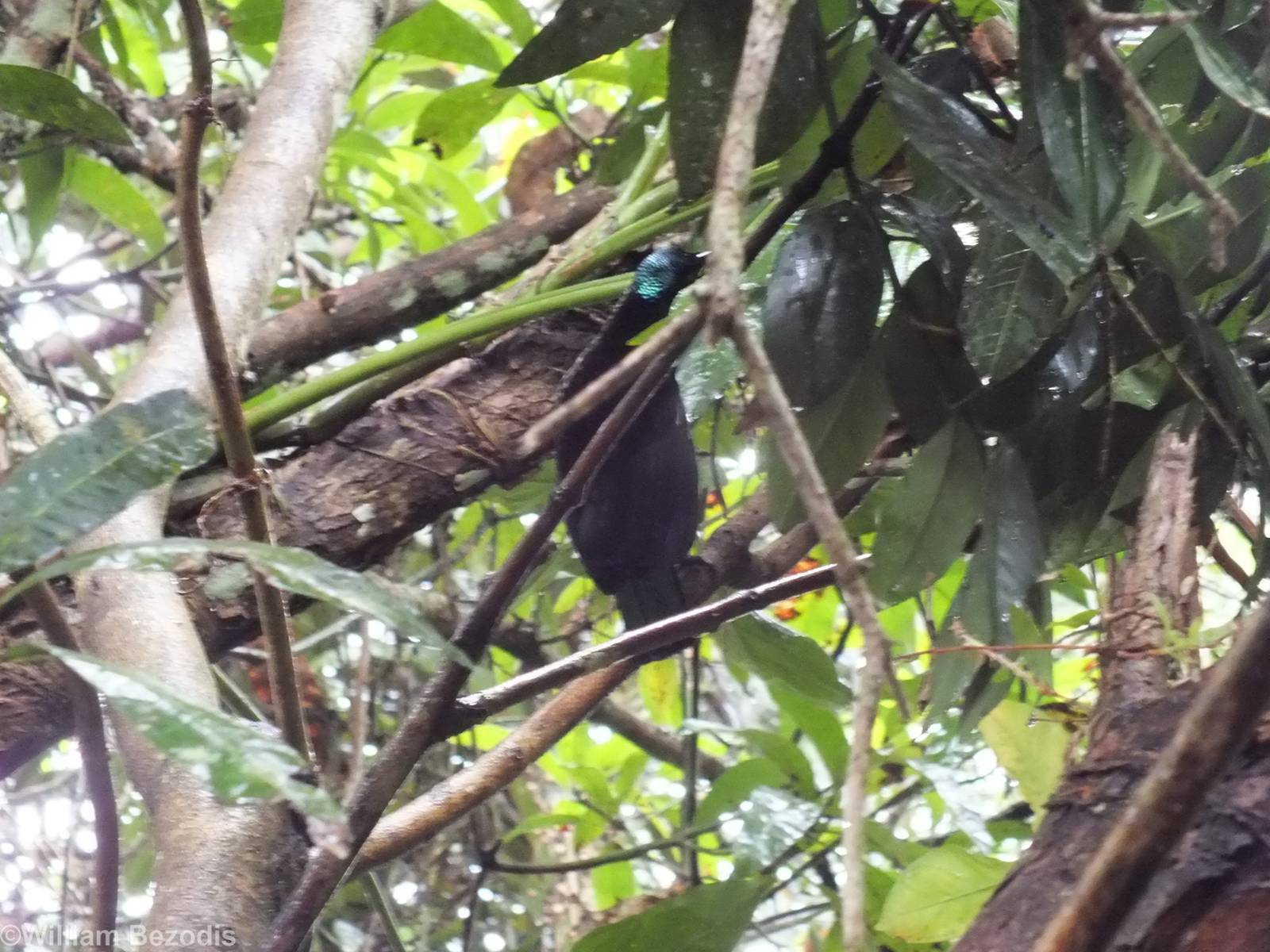 Victoria's Riflebird