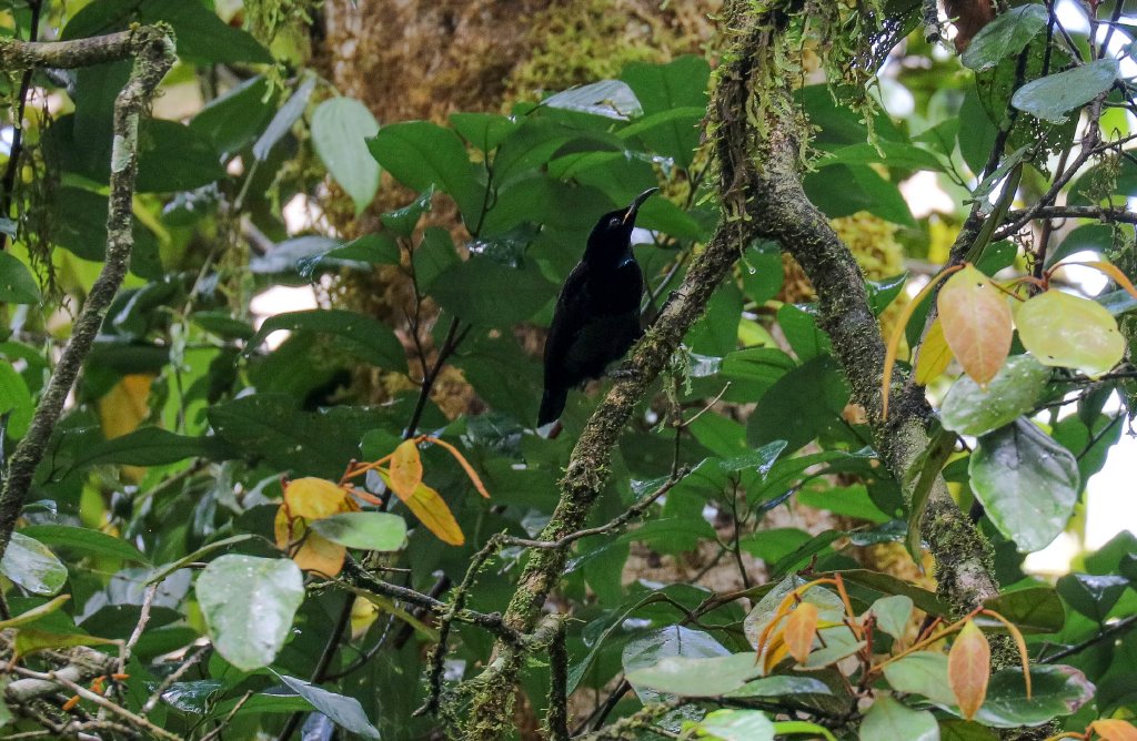 Victoria's Riflebird