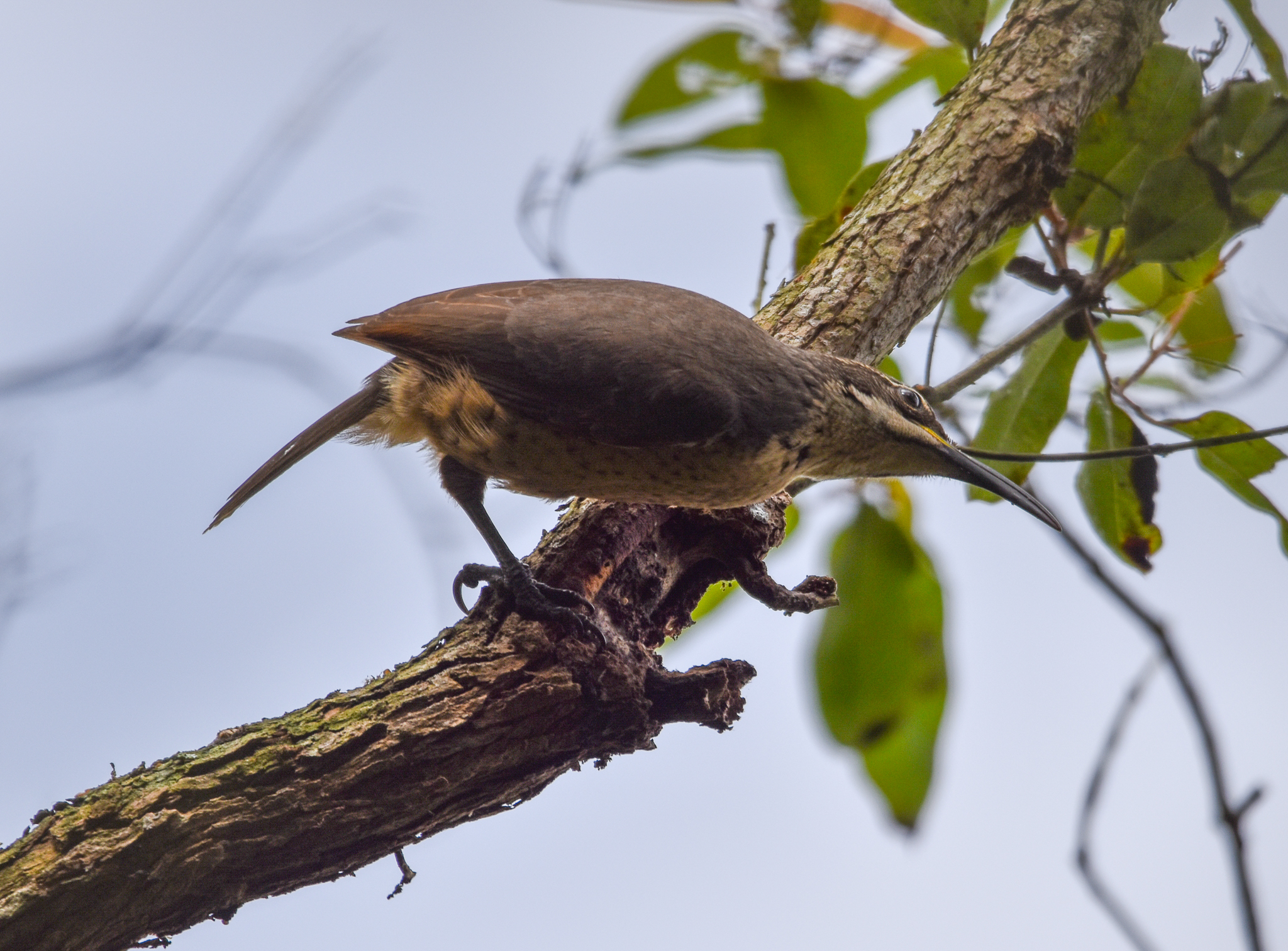 Victoria's Riflebird